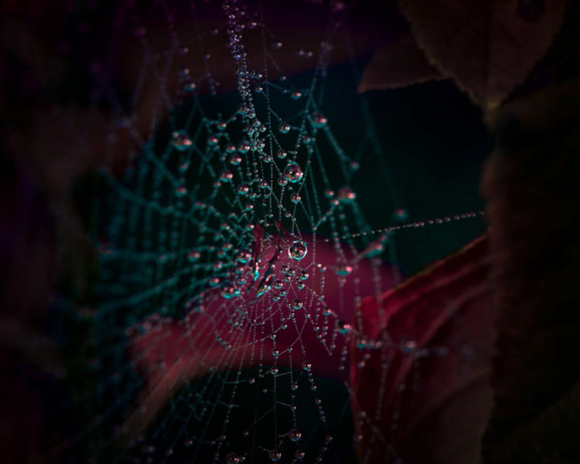 درخشش سبز؛ سفری به دنیای نئونی گیاهان 10 تار عنکبوت شبنمزده رنگارنگ