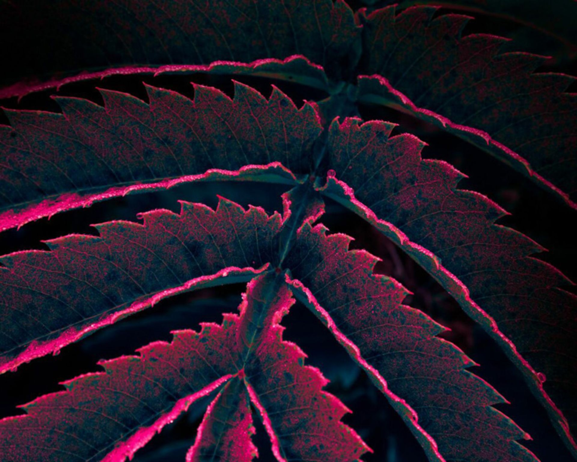 درخشش سبز؛ سفری به دنیای نئونی گیاهان 4 برگ نئونی با حاشیه درخشان رنگی