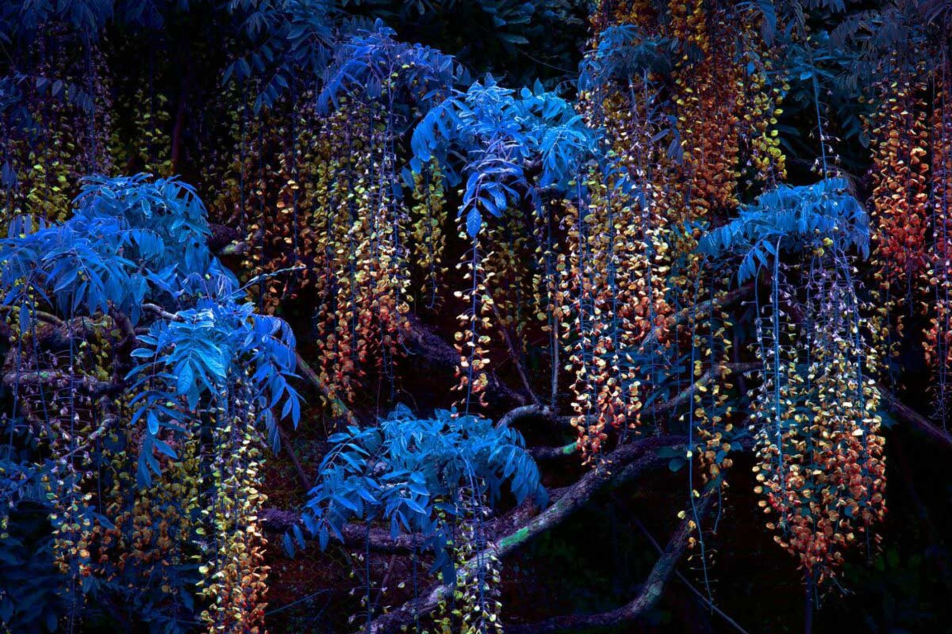 درخشش سبز؛ سفری به دنیای نئونی گیاهان 3 شاخههای گیاه ویستریا با برگهای آبی پررنگ