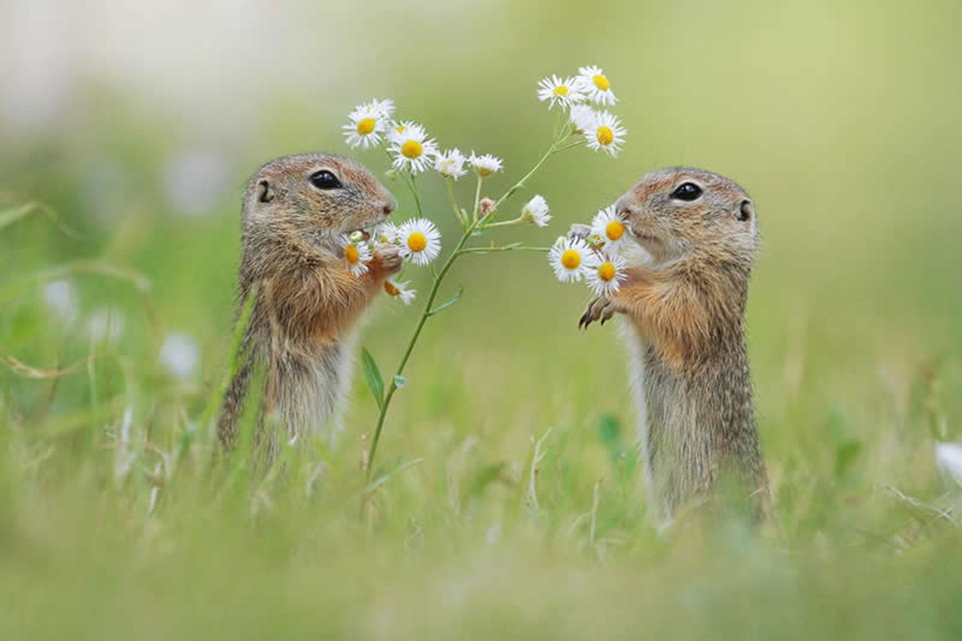 دو سنجاب در باغ