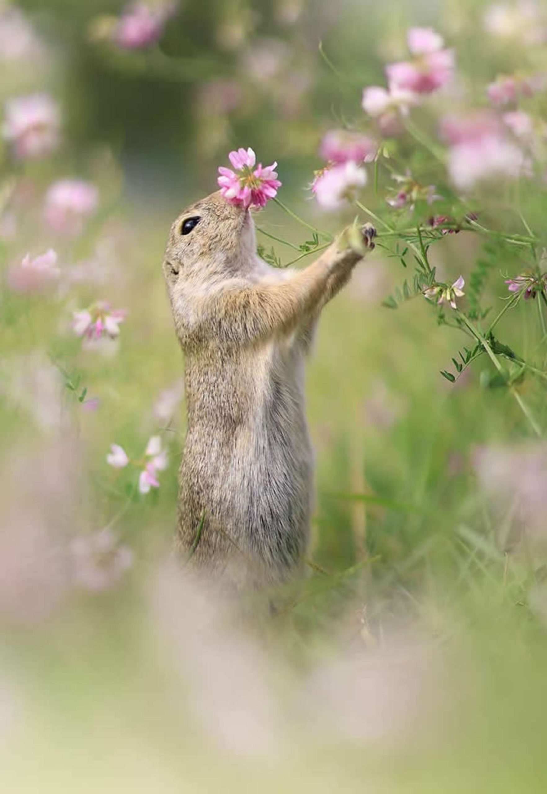 سنجابی کنار گل های باغ