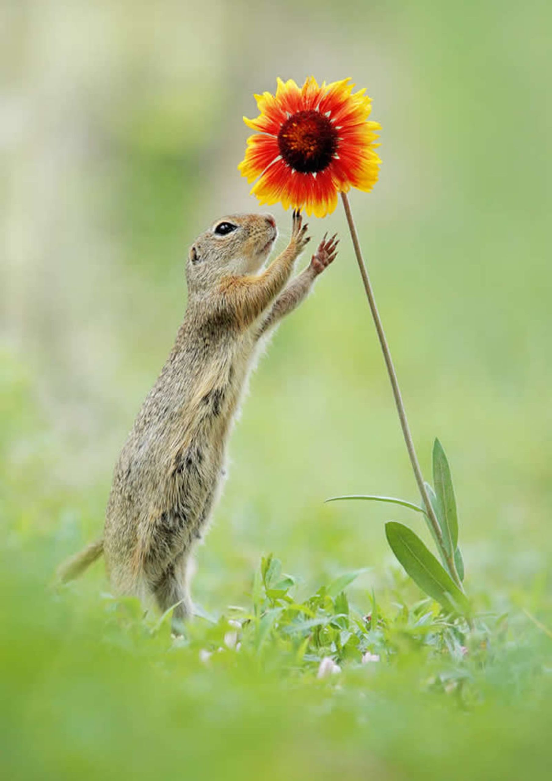 سنجابی کنار گل قرمز