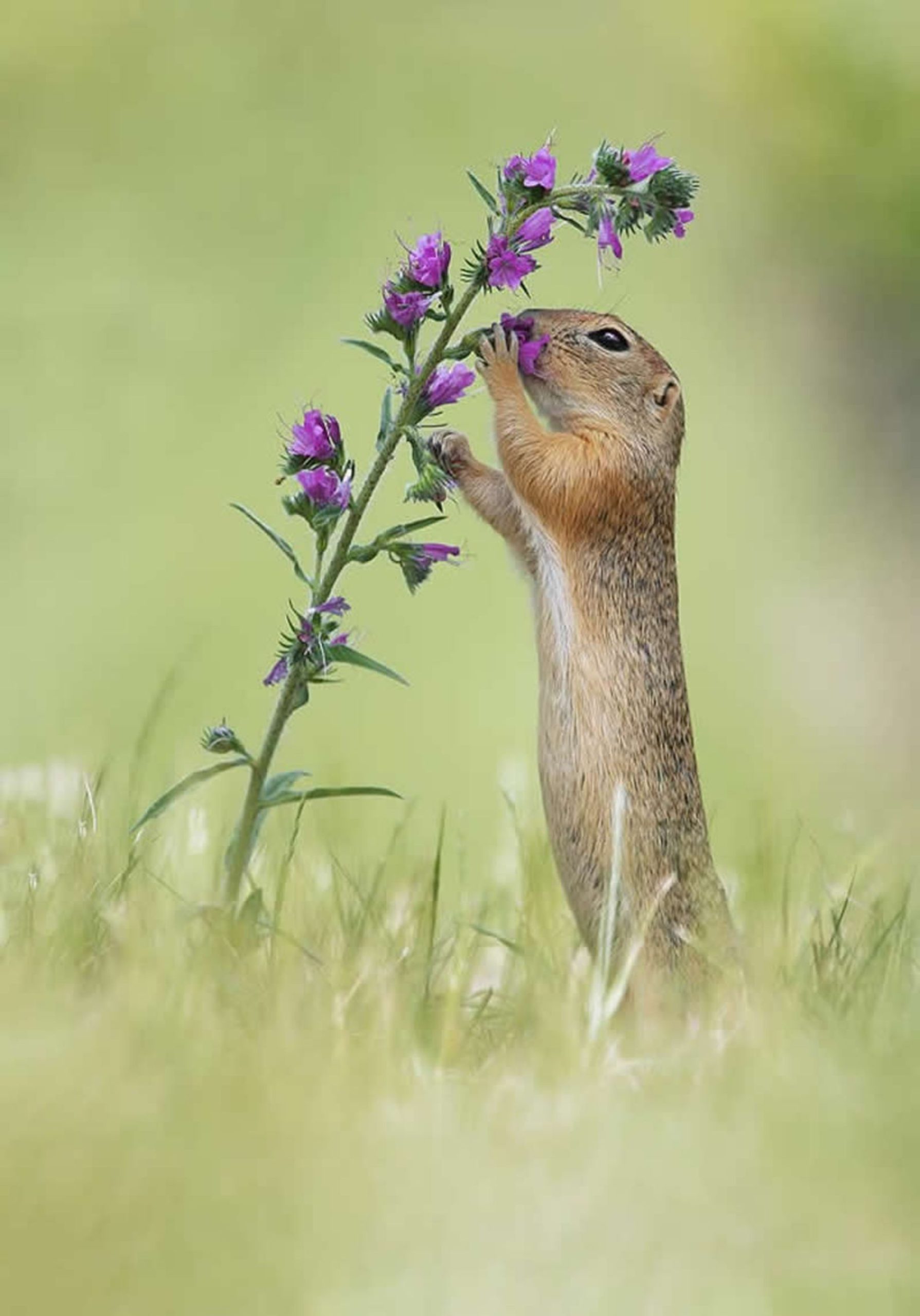 سنجابی کنار گل بنفش