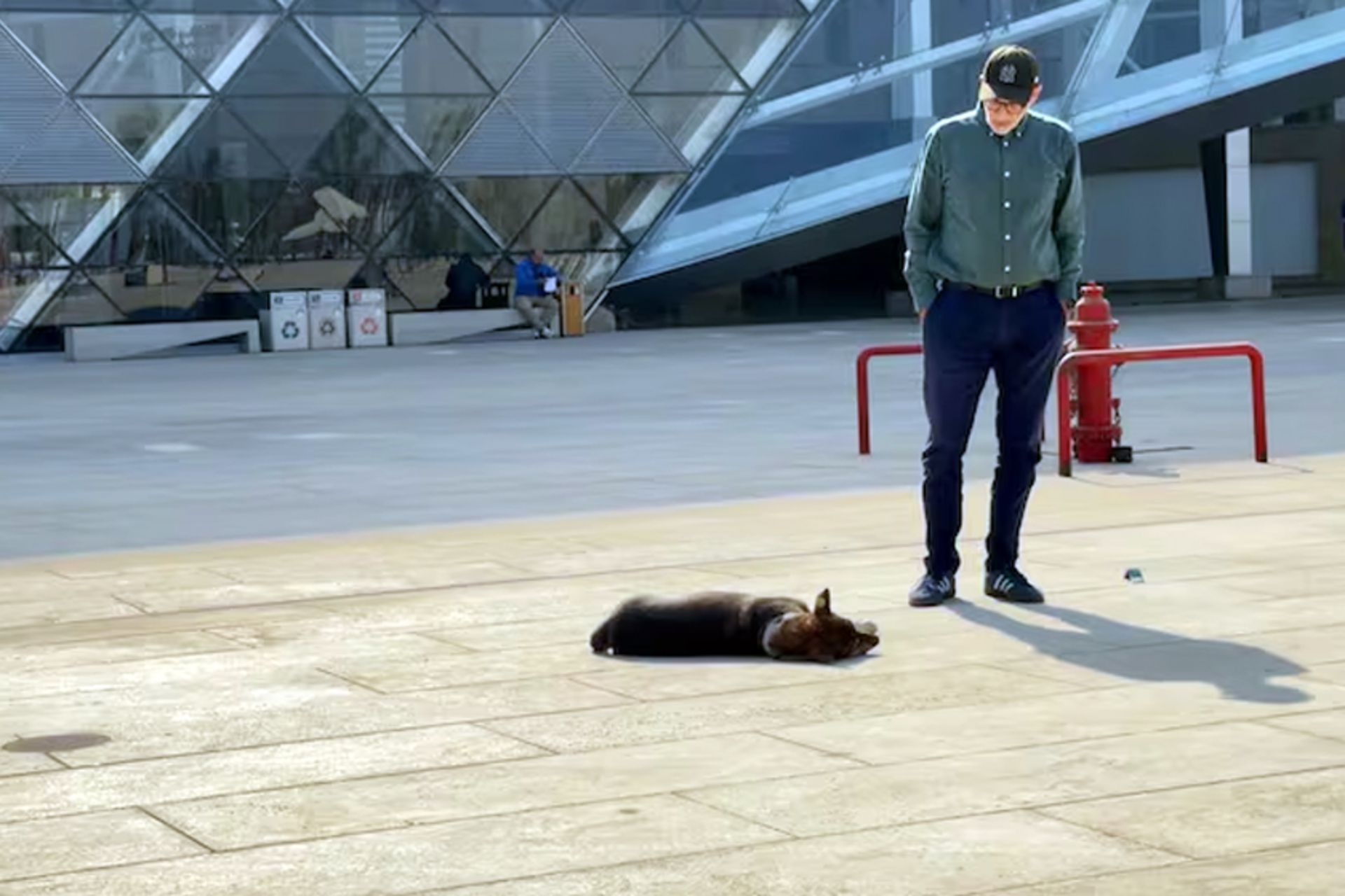 سگ در موزه بزرگ مصر