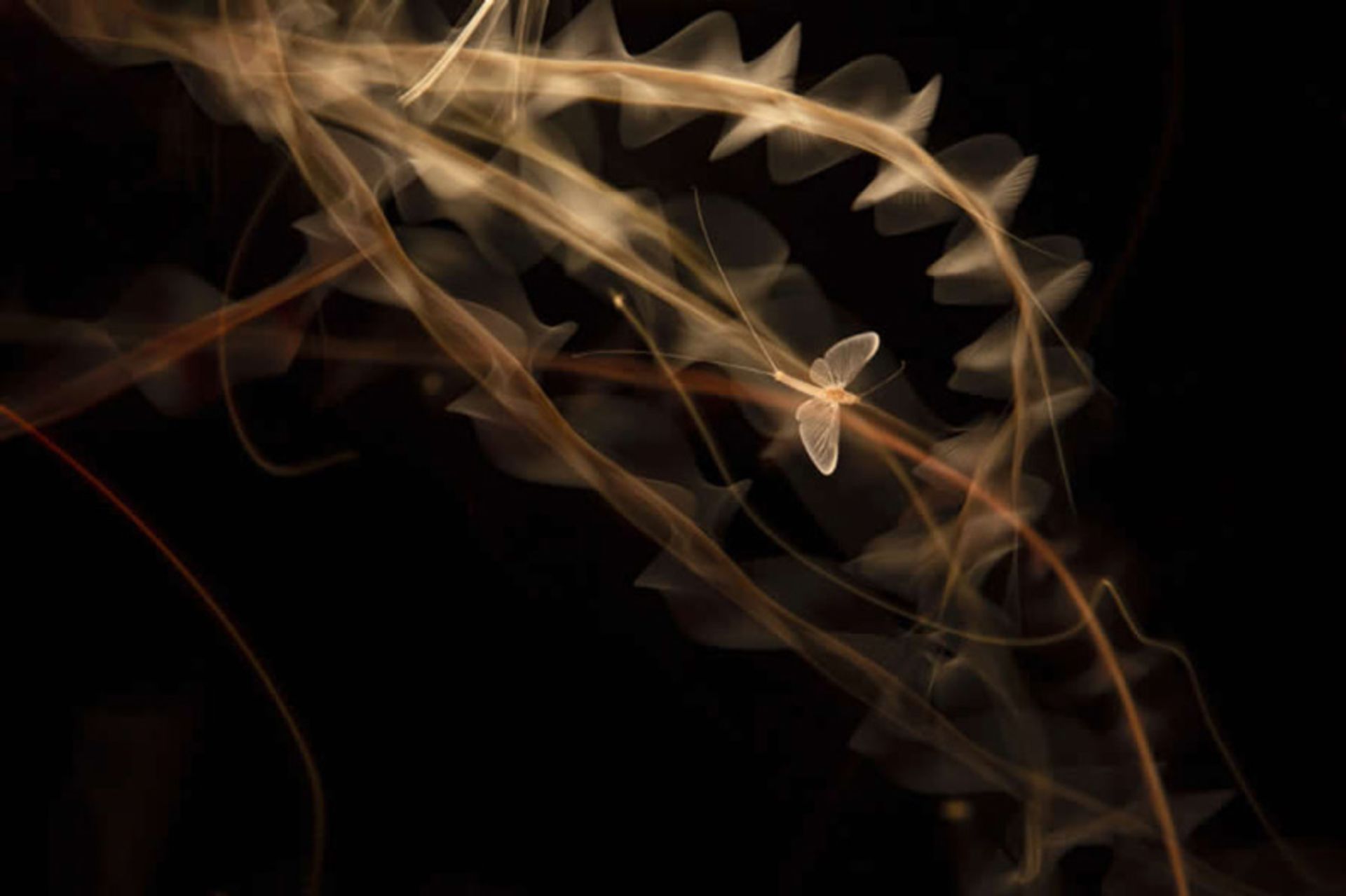 عکس پرواز پروانه‌ای لابه‌لای گیاه