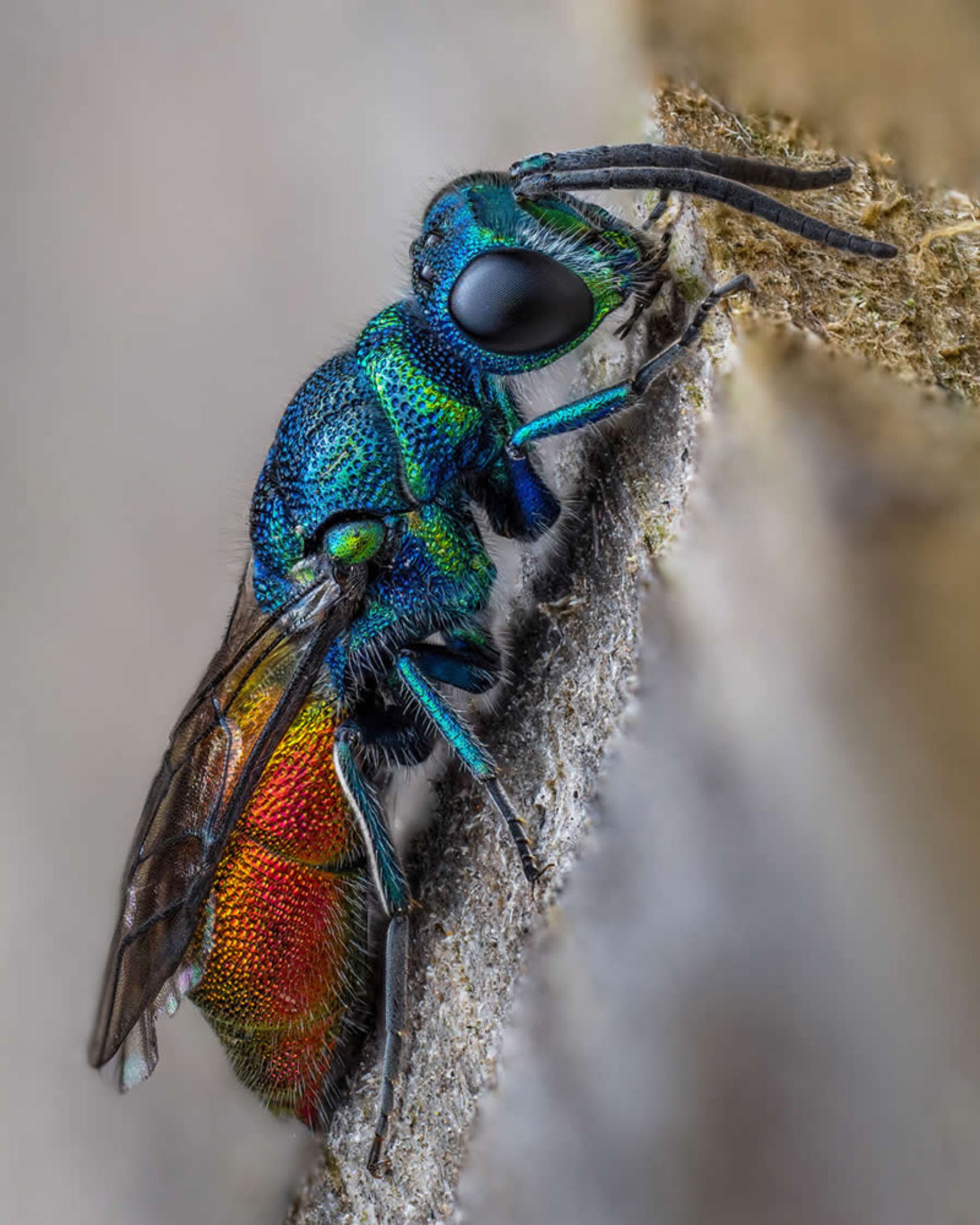 سوسک رنگی روی شاخه