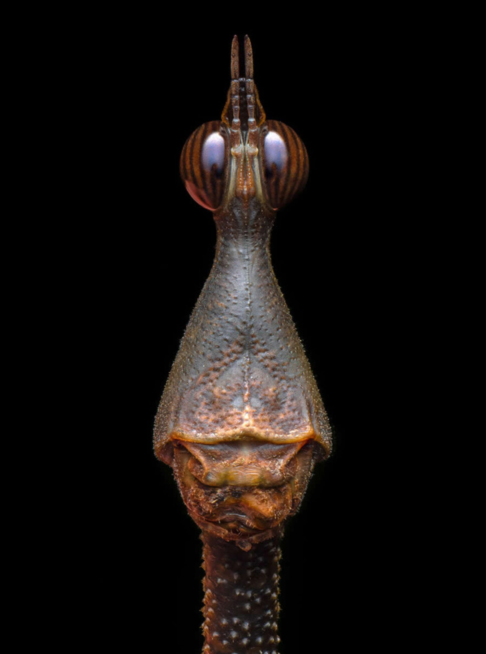 چشم‌های یک حشره از نمای نزدیک