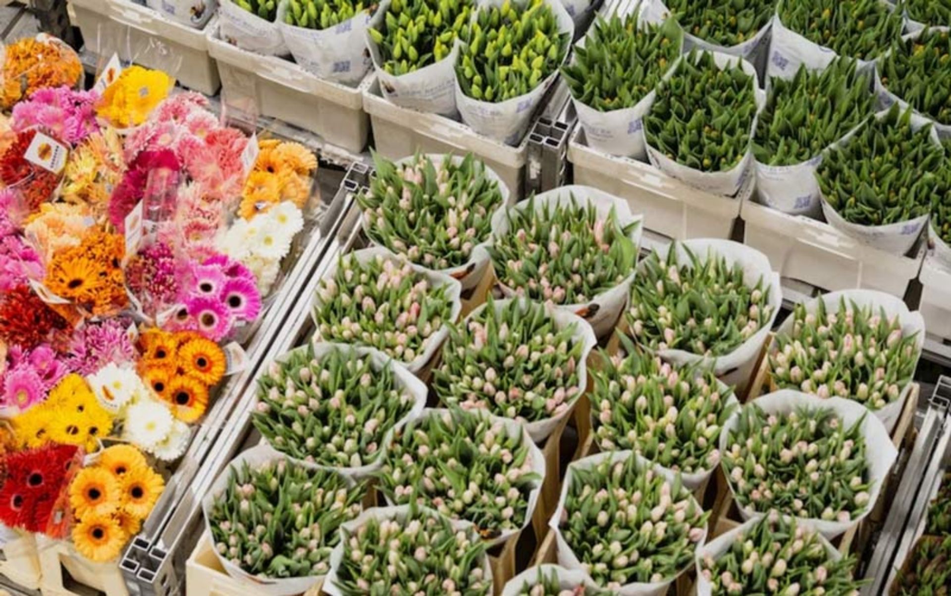 دسته‌های تازه و رنگارنگ گل‌ها در بازار گل