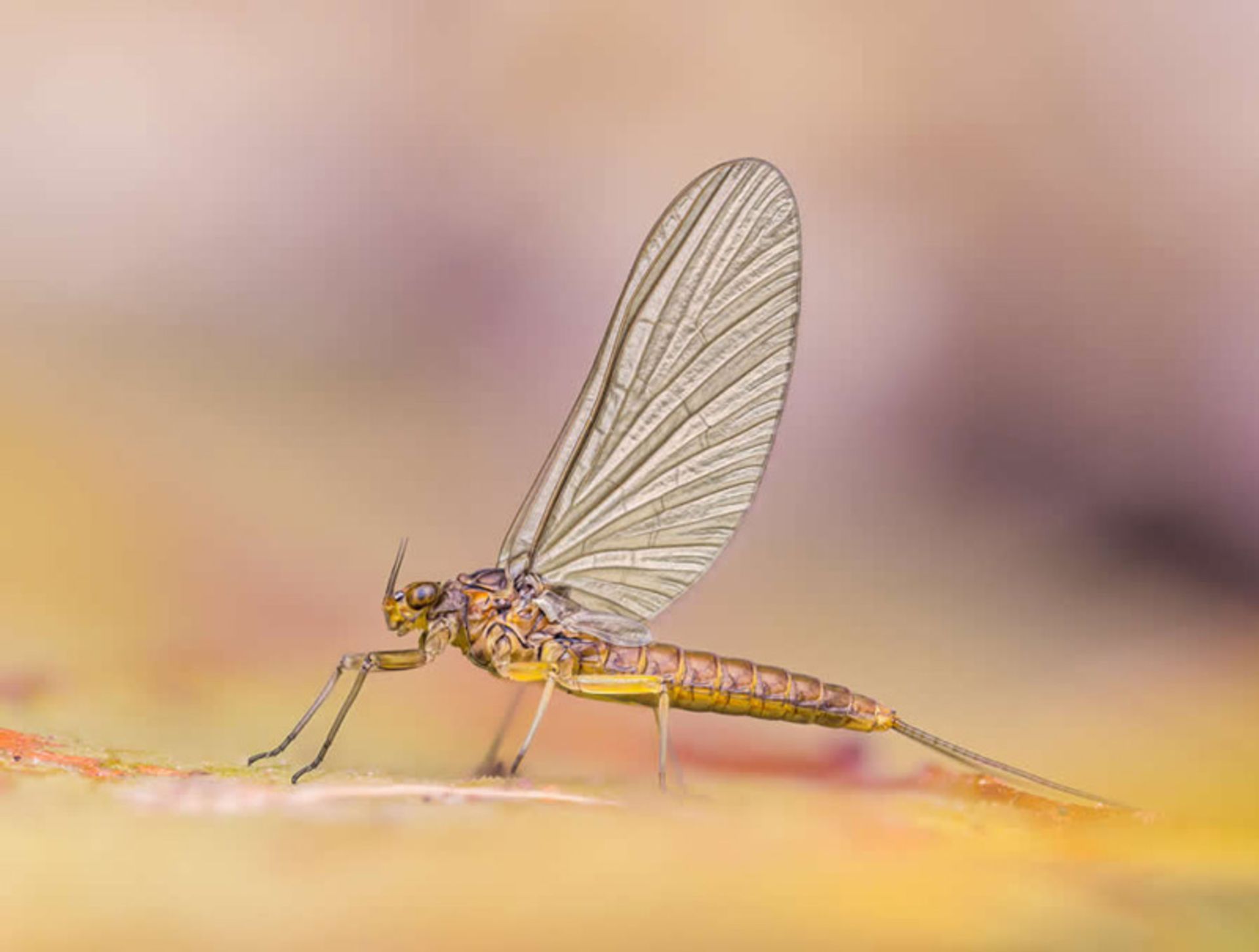 سنجاقکی در حال استراحت