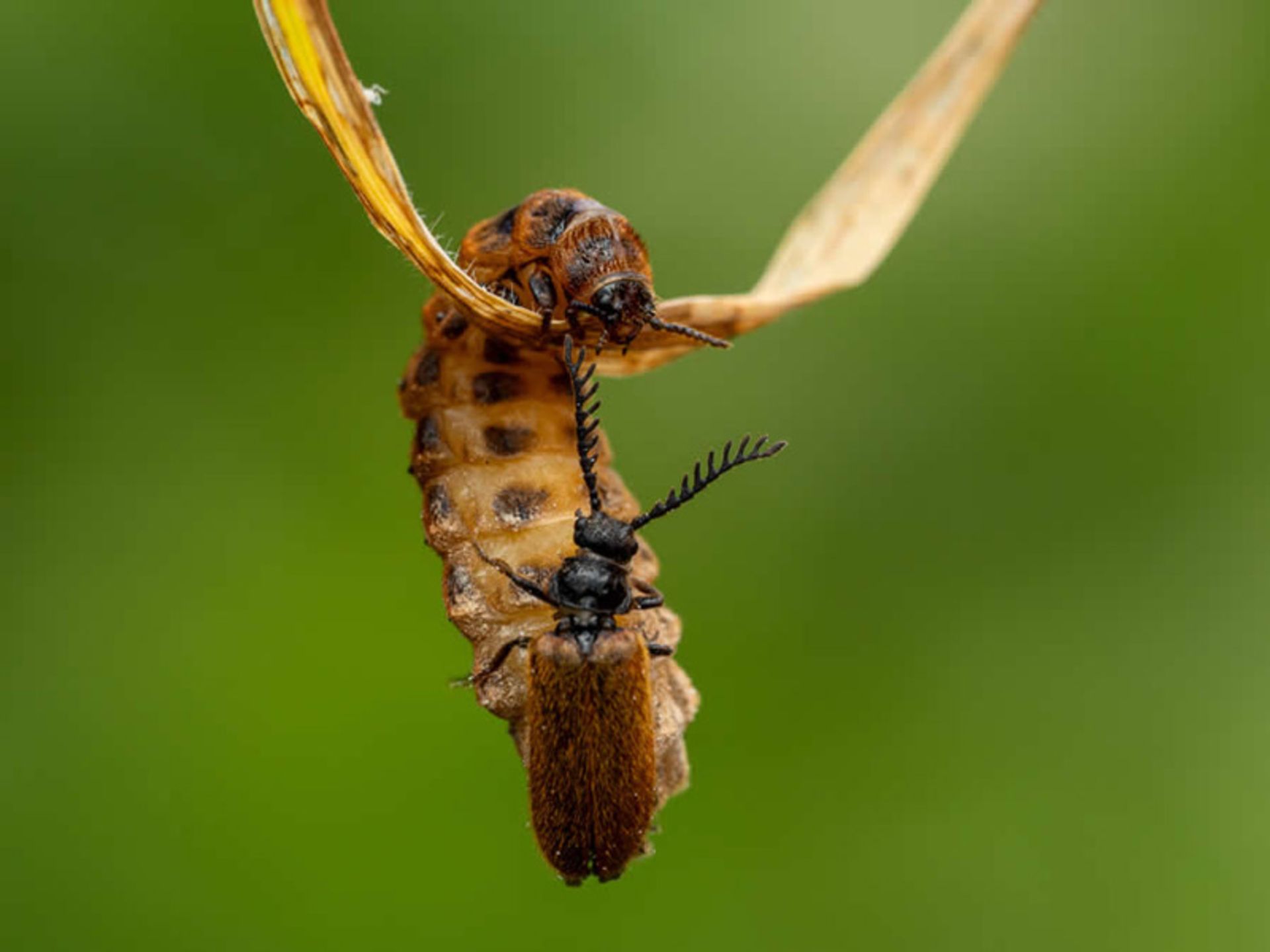 شکار یک حشره