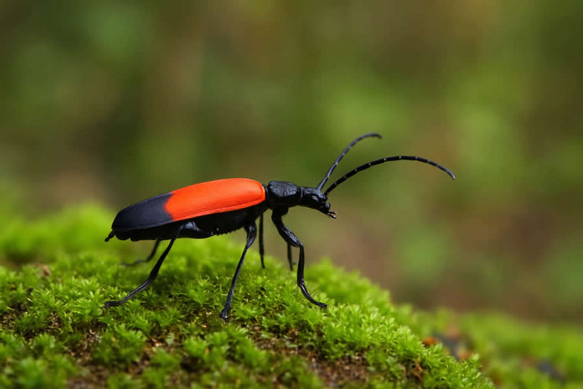 سوسک قرمز روی خزه