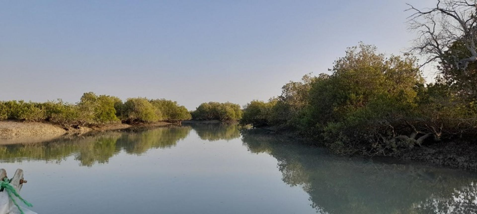 انعکاس درختان جنگل حرا در آب