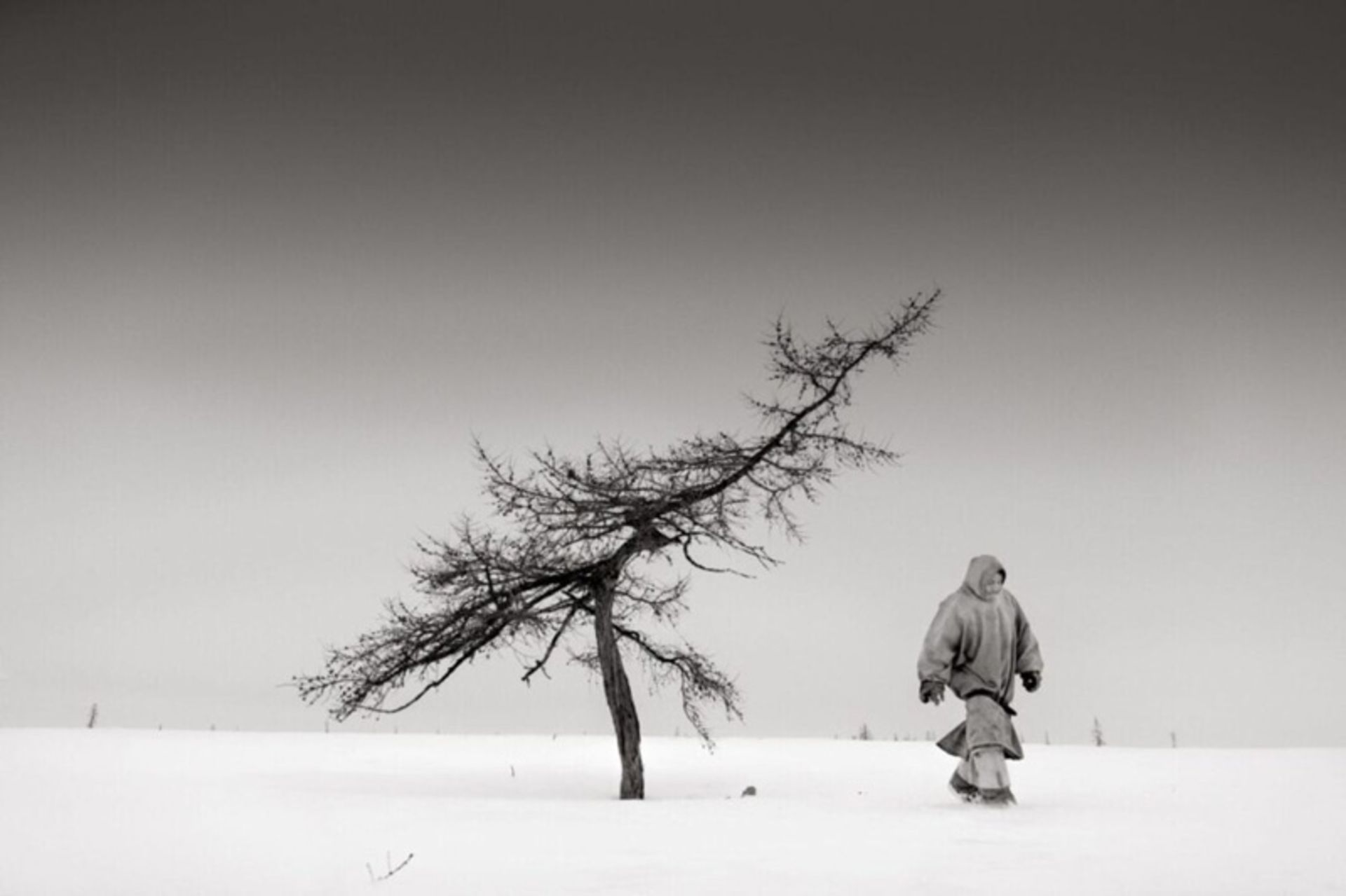 فردی در توندراهای سیبری