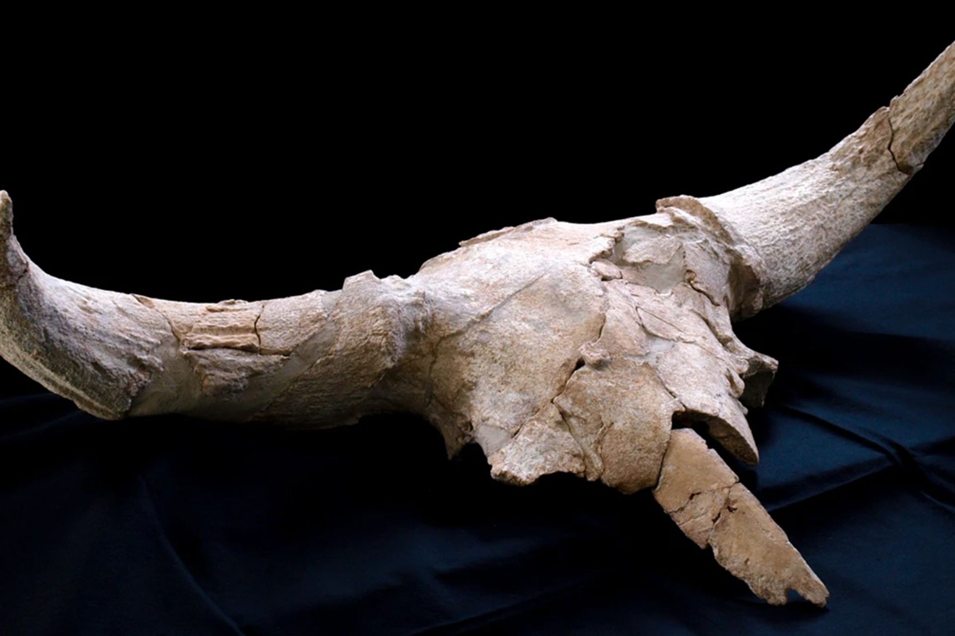 کشف عجیب در اسپانیا؛ نئاندرتالها کلکسیونر بودند! 3 تصویری از جمجمه حیوانی شاخدار