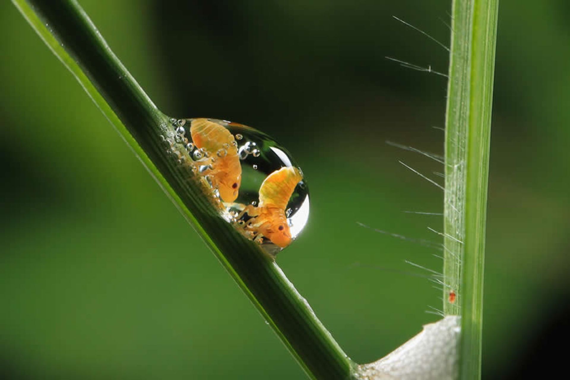 دو حشره در یک قطره آب