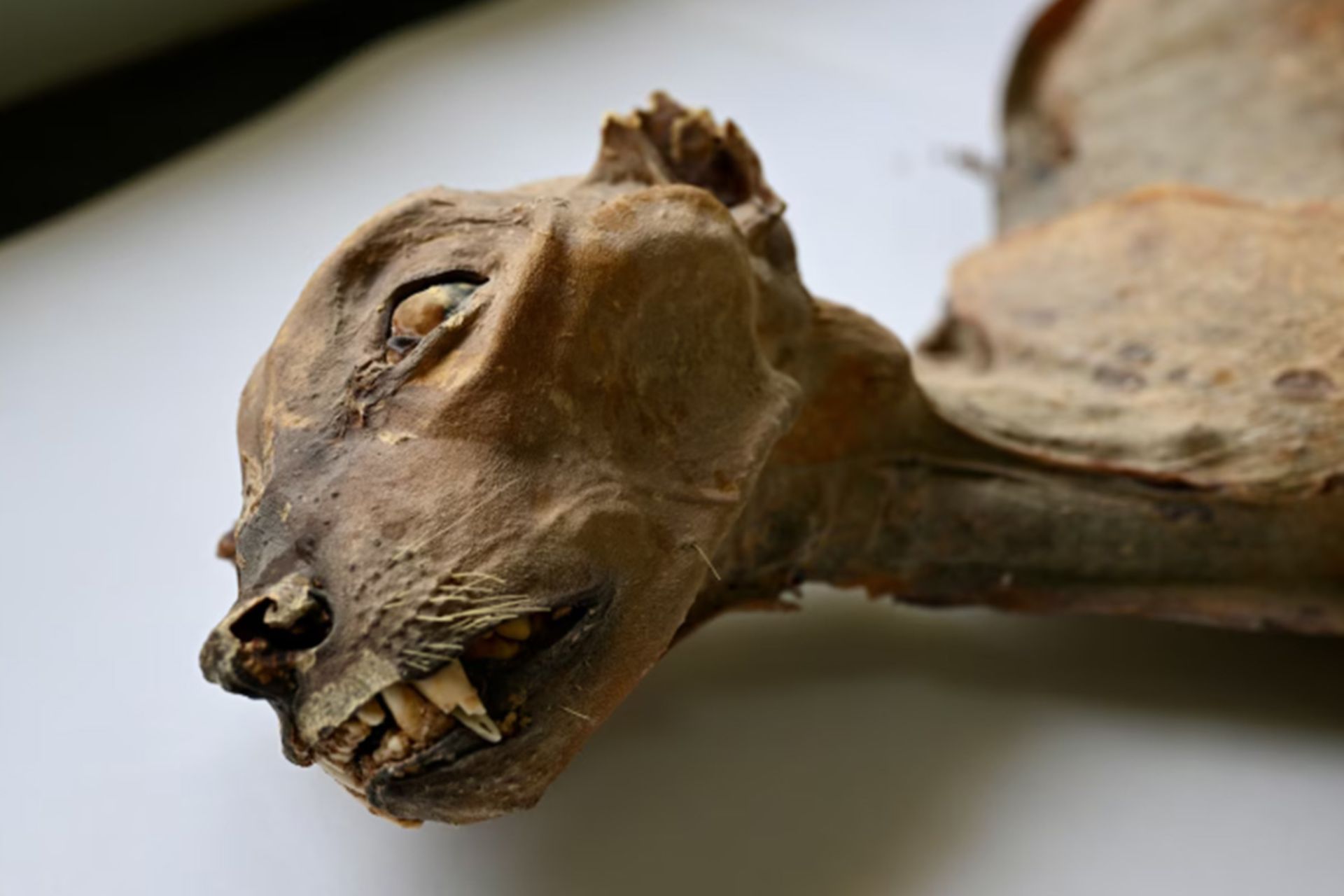 نمای نزدیک از چهره مومیایی که دندان‌ها و تارهای سبیل آن هنوز باقی مانده 