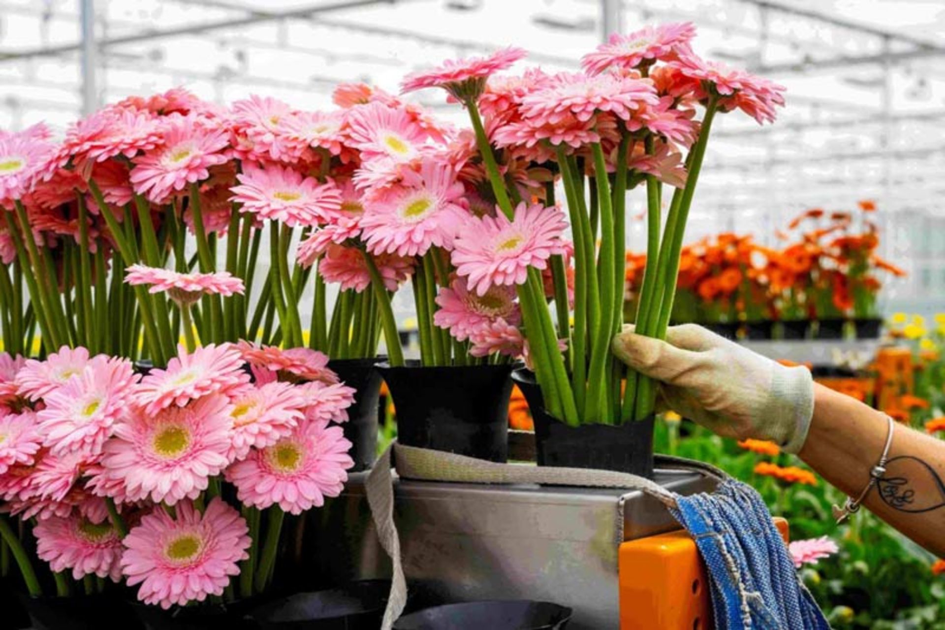 دسته‌های زیبای ژربراهای صورتی در گلخانه