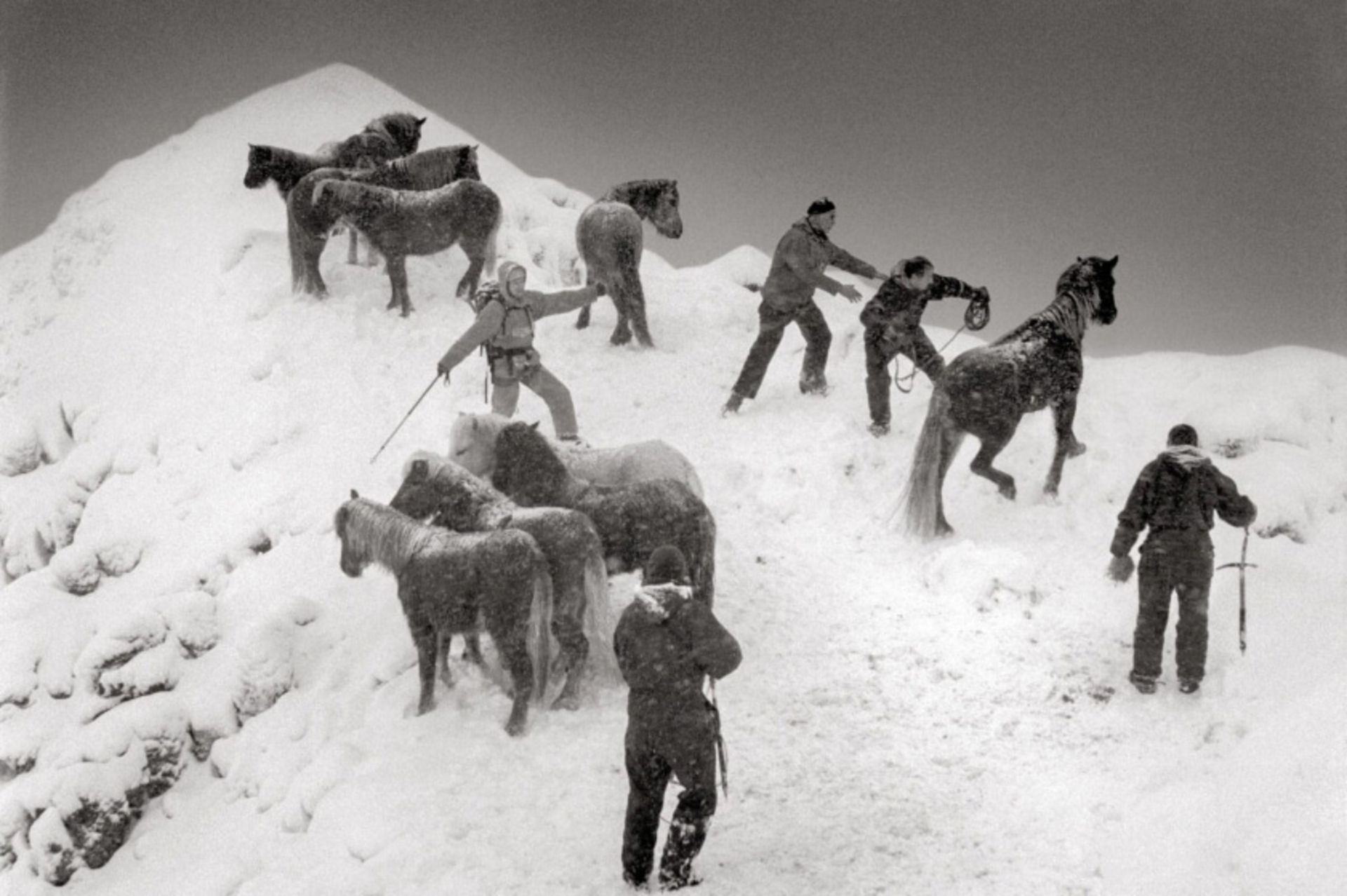 بارکشی با اسب در ایسلند